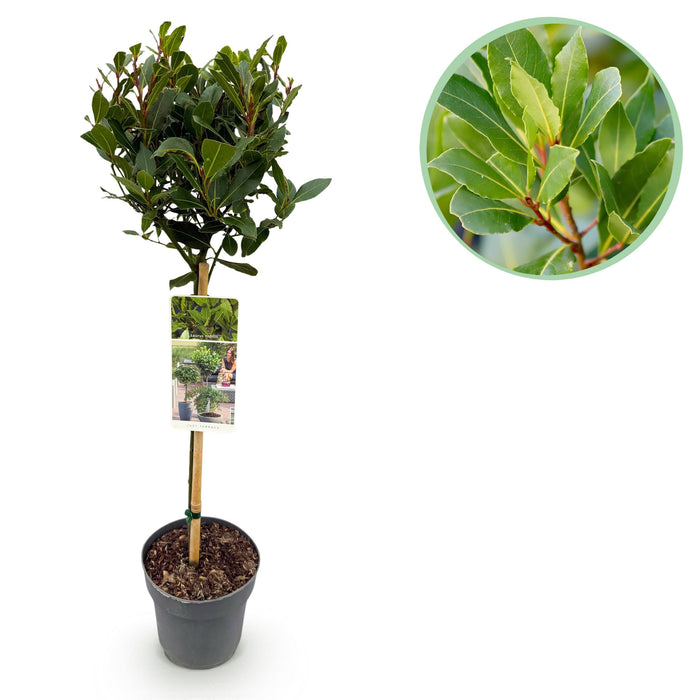 Green Boutiq – Laurus Nobilis – Keukenlaurier op Stam – Eetbaar & Winterhard - Bivakshop