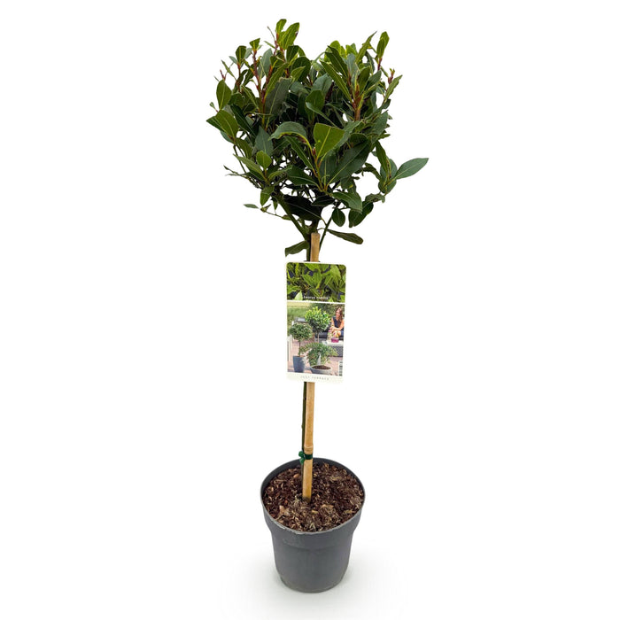 Green Boutiq – Laurus Nobilis – Keukenlaurier op Stam – Eetbaar & Winterhard - Bivakshop