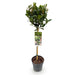 Green Boutiq – Laurus Nobilis – Keukenlaurier op Stam – Eetbaar & Winterhard - Bivakshop