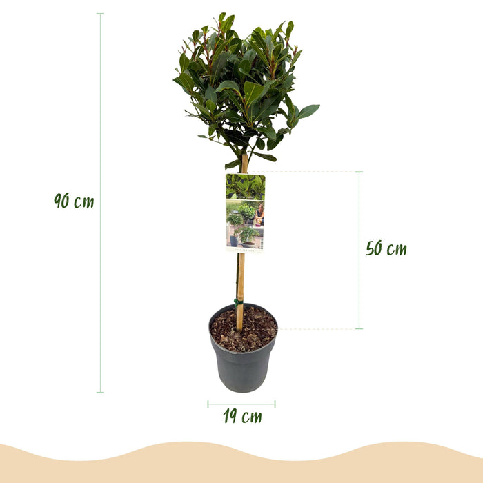 Green Boutiq – Laurus Nobilis – Keukenlaurier op Stam – Eetbaar & Winterhard - Bivakshop