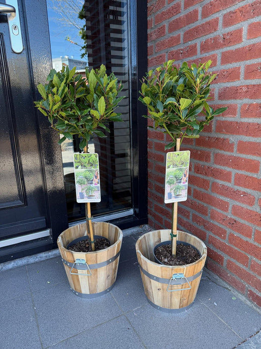 Green Boutiq – Laurus Nobilis – Keukenlaurier op Stam – Eetbaar & Winterhard - Bivakshop