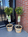 Green Boutiq – Laurus Nobilis – Keukenlaurier op Stam – Eetbaar & Winterhard - Bivakshop