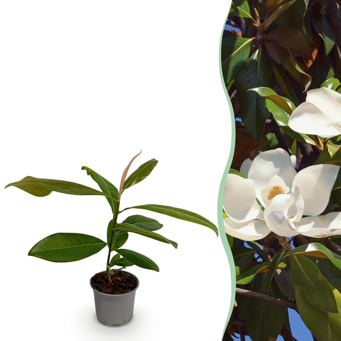 Green Boutiq Magnolia Grandiflora – Bladhoudende Tuinplant – Witte Bloemen – 30 cm - Bivakshop