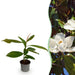 Green Boutiq Magnolia Grandiflora – Bladhoudende Tuinplant – Witte Bloemen – 30 cm - Bivakshop