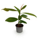 Green Boutiq Magnolia Grandiflora – Bladhoudende Tuinplant – Witte Bloemen – 30 cm - Bivakshop