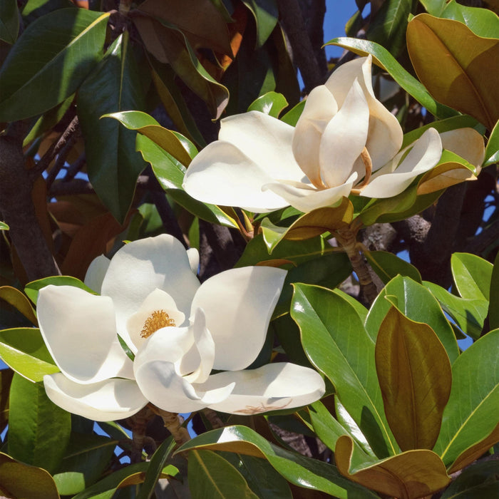 Green Boutiq Magnolia Grandiflora – Bladhoudende Tuinplant – Witte Bloemen – 30 cm - Bivakshop