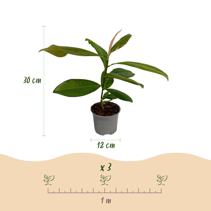Green Boutiq Magnolia Grandiflora – Bladhoudende Tuinplant – Witte Bloemen – 30 cm - Bivakshop