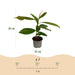 Green Boutiq Magnolia Grandiflora – Bladhoudende Tuinplant – Witte Bloemen – 30 cm - Bivakshop