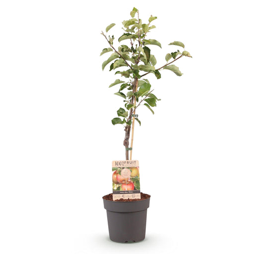 Green Boutiq - Malus Domestica 'Elstar' - Winterharde Appelboom - Friszure Rood - Groene Appel - 90 cm - Bivakshop
