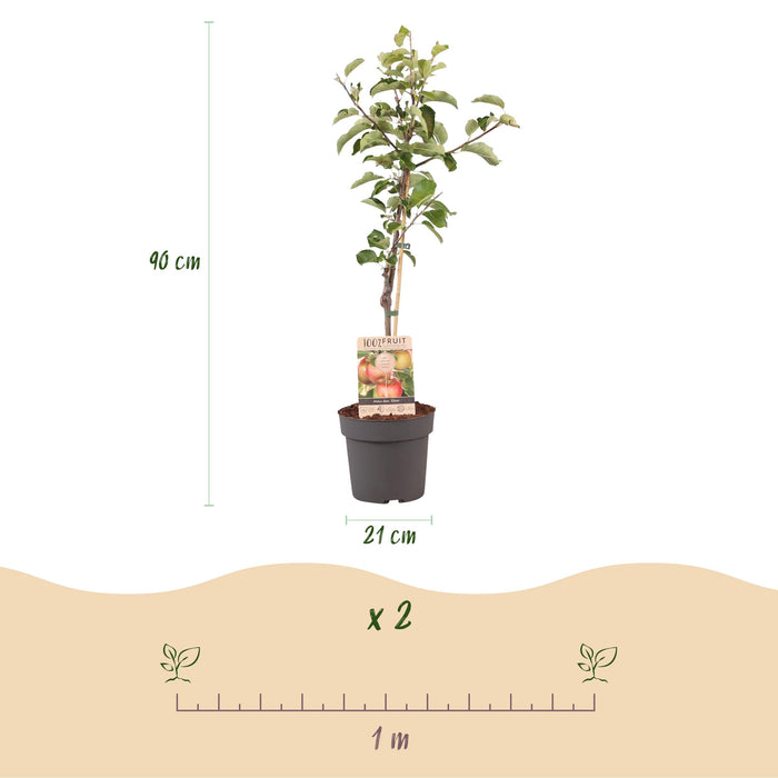 Green Boutiq - Malus Domestica 'Elstar' - Winterharde Appelboom - Friszure Rood - Groene Appel - 90 cm - Bivakshop