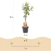Green Boutiq - Malus Domestica 'Elstar' - Winterharde Appelboom - Friszure Rood - Groene Appel - 90 cm - Bivakshop