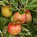 Green Boutiq - Malus Domestica 'Elstar' - Winterharde Appelboom - Friszure Rood - Groene Appel - 90 cm - Bivakshop