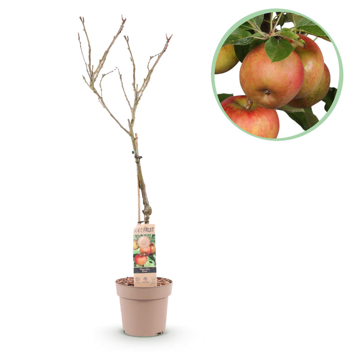 Green Boutiq - Malus Domestica 'Elstar' - Winterharde Appelboom - Friszure Rood - Groene Appel - 90 cm - Bivakshop