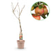 Green Boutiq - Malus Domestica 'Elstar' - Winterharde Appelboom - Friszure Rood - Groene Appel - 90 cm - Bivakshop