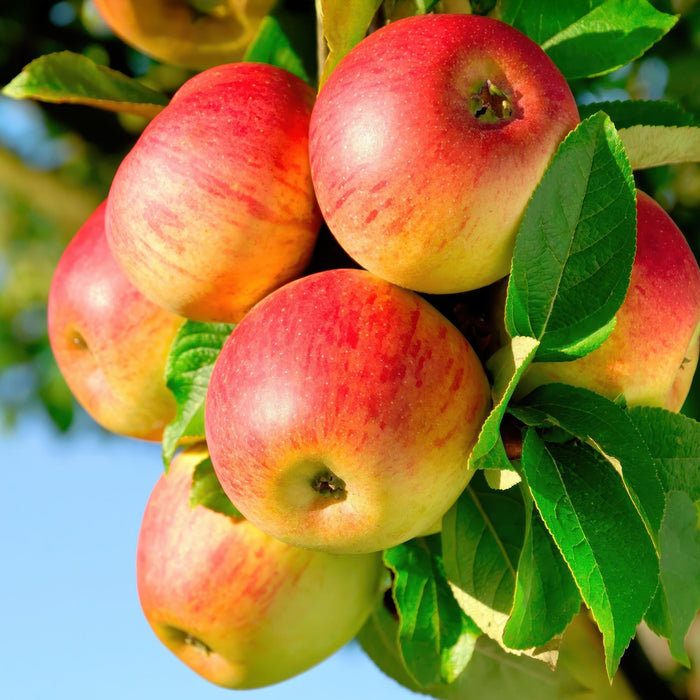 Green Boutiq - Malus Domestica 'Jonagold' - Winterharde Appelboom - Zoete Geel - Groene Appel - 90 cm - Bivakshop