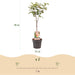 Green Boutiq - Malus Domestica 'Jonagold' - Winterharde Appelboom - Zoete Geel - Groene Appel - 90 cm - Bivakshop