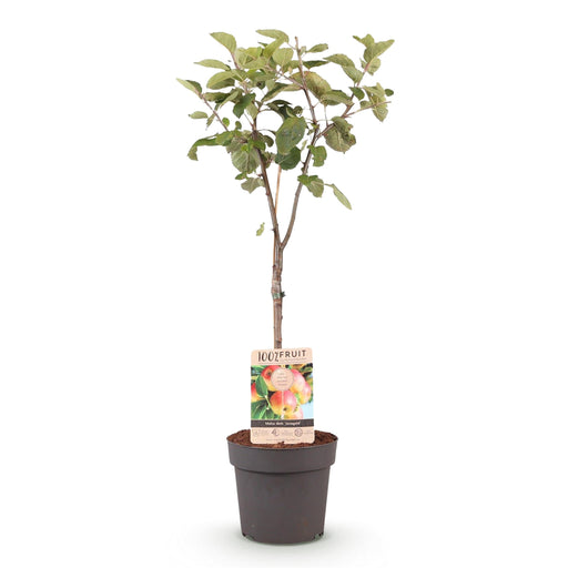 Green Boutiq - Malus Domestica 'Jonagold' - Winterharde Appelboom - Zoete Geel - Groene Appel - 90 cm - Bivakshop