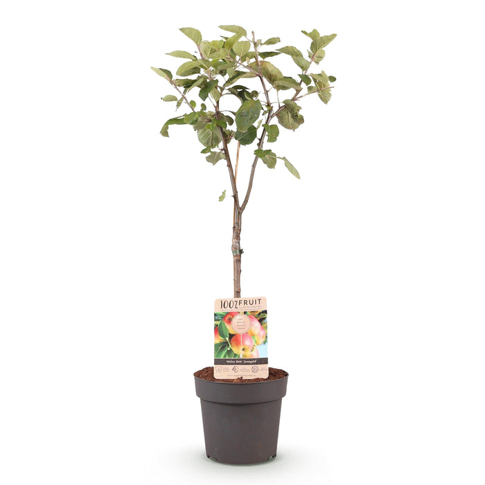 Green Boutiq - Malus Domestica 'Jonagold' - Winterharde Appelboom - Zoete Geel - Groene Appel - 90 cm - Bivakshop