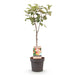 Green Boutiq - Malus Domestica 'Jonagold' - Winterharde Appelboom - Zoete Geel - Groene Appel - 90 cm - Bivakshop