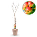 Green Boutiq - Malus Domestica 'Jonagold' - Winterharde Appelboom - Zoete Geel - Groene Appel - 90 cm - Bivakshop