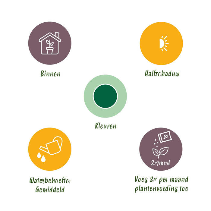 Green Boutiq Monstera Deliciosa – Gatenplant – 50–55 cm – Weinig Onderhoud - Bivakshop