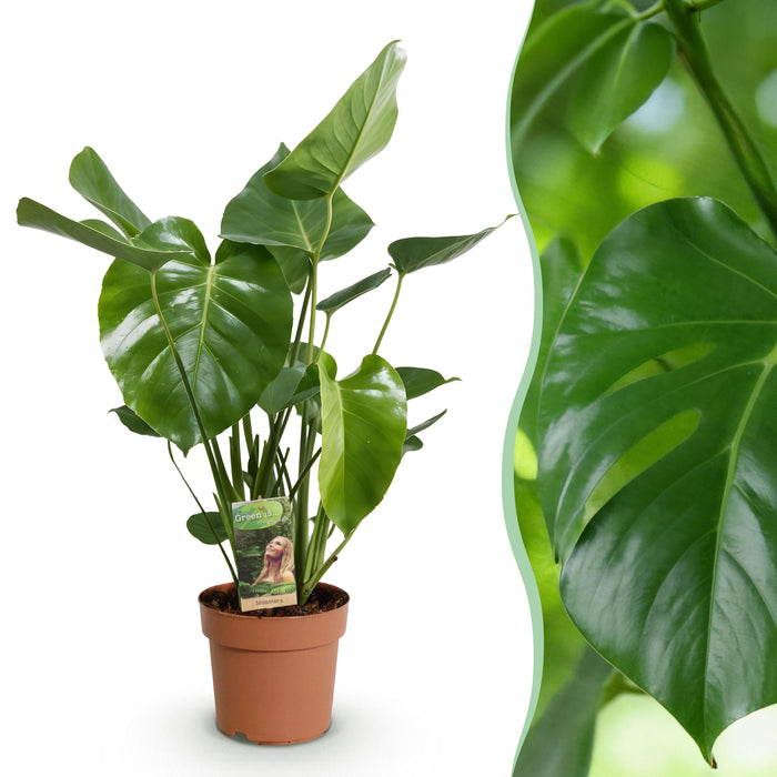 Green Boutiq Monstera Deliciosa – Gatenplant – 50–55 cm – Weinig Onderhoud - Bivakshop