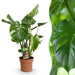 Green Boutiq Monstera Deliciosa – Gatenplant – 50–55 cm – Weinig Onderhoud - Bivakshop