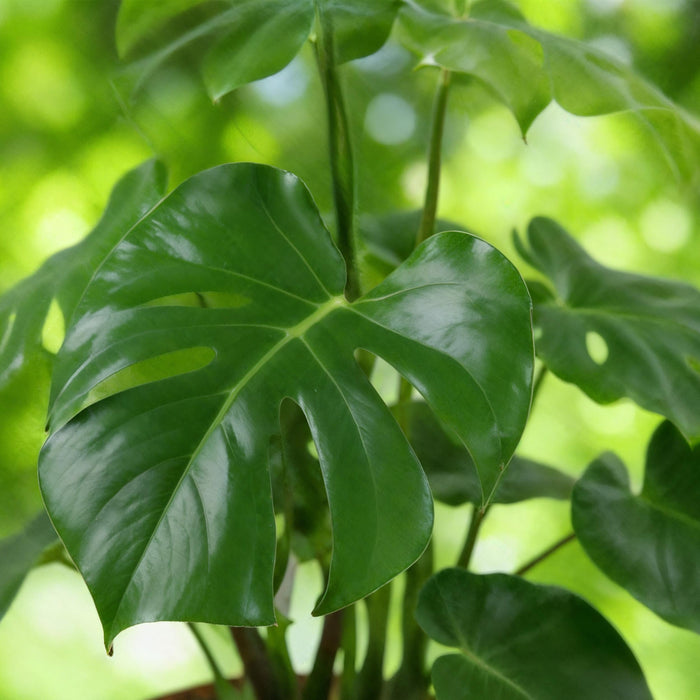 Green Boutiq Monstera Deliciosa – Gatenplant – Set van 2 – 50–55 cm - Bivakshop