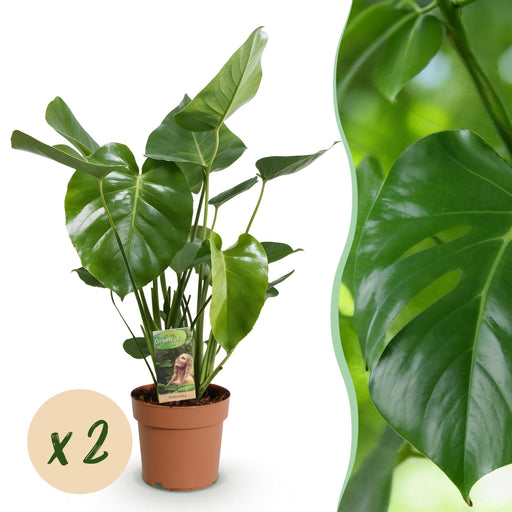 Green Boutiq Monstera Deliciosa – Gatenplant – Set van 2 – 50–55 cm - Bivakshop