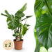 Green Boutiq Monstera Deliciosa – Gatenplant – Set van 2 – 50–55 cm - Bivakshop