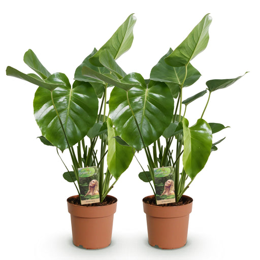 Green Boutiq Monstera Deliciosa – Gatenplant – Set van 2 – 50–55 cm - Bivakshop