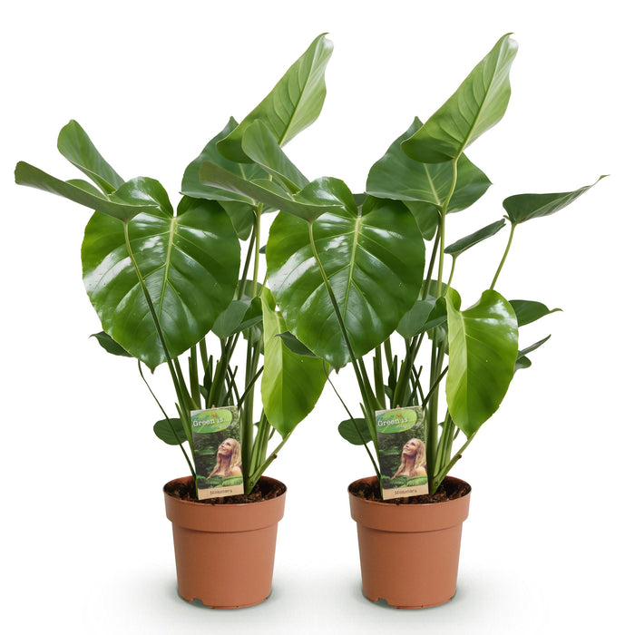 Green Boutiq Monstera Deliciosa – Gatenplant – Set van 2 – 50–55 cm - Bivakshop