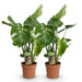 Green Boutiq Monstera Deliciosa – Gatenplant – Set van 2 – 50–55 cm - Bivakshop