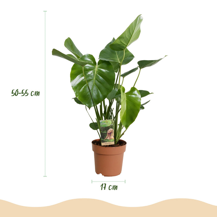 Green Boutiq Monstera Deliciosa – Gatenplant – Set van 2 – 50–55 cm - Bivakshop