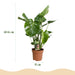 Green Boutiq Monstera Deliciosa – Gatenplant – Set van 2 – 50–55 cm - Bivakshop