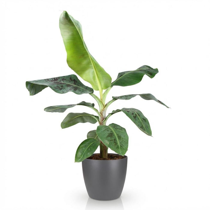 Green Boutiq – Musa Acuminata Dwarf Cavendish – Bananenplant In Grijze Sierpot - Bivakshop