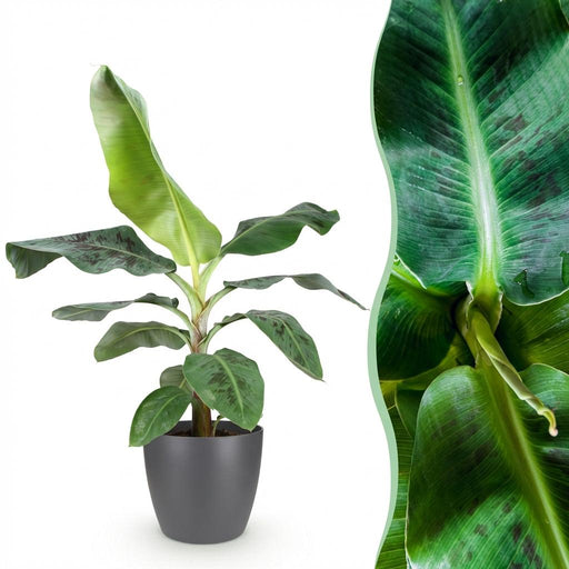 Green Boutiq – Musa Acuminata Dwarf Cavendish – Bananenplant In Grijze Sierpot - Bivakshop