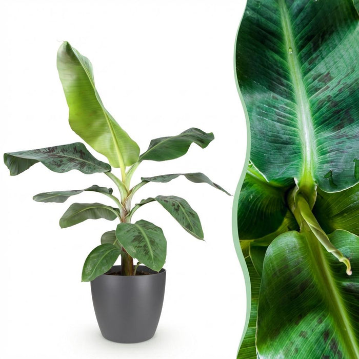 Green Boutiq – Musa Acuminata Dwarf Cavendish – Bananenplant In Grijze Sierpot - Bivakshop