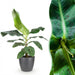 Green Boutiq – Musa Acuminata Dwarf Cavendish – Bananenplant In Grijze Sierpot - Bivakshop