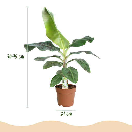 Green Boutiq – Musa Acuminata Dwarf Cavendish – Bananenplant In Grijze Sierpot - Bivakshop