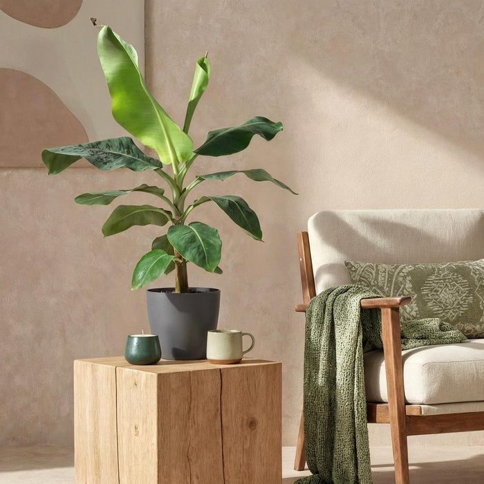 Green Boutiq – Musa Acuminata Dwarf Cavendish – Bananenplant In Grijze Sierpot - Bivakshop