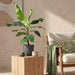 Green Boutiq – Musa Acuminata Dwarf Cavendish – Bananenplant In Grijze Sierpot - Bivakshop