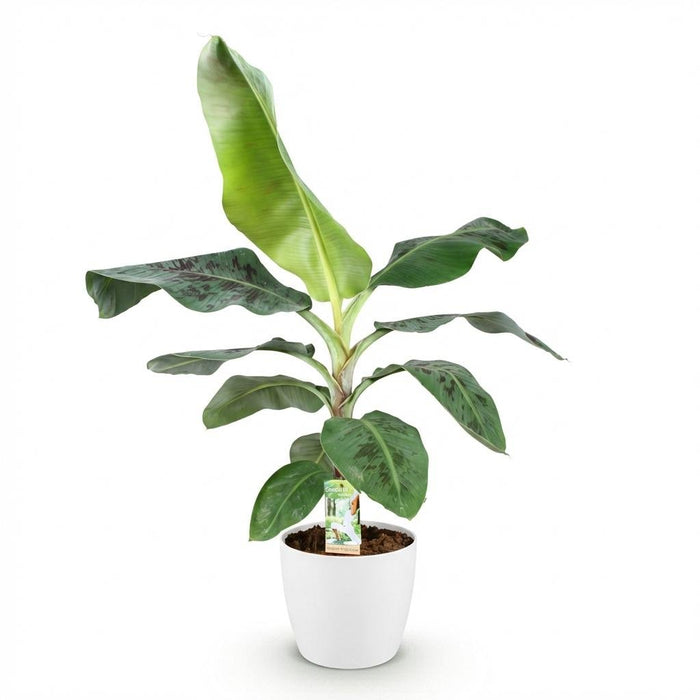 Green Boutiq – Musa Acuminata Dwarf Cavendish – Bananenplant In Witte Sierpot - Bivakshop