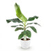 Green Boutiq – Musa Acuminata Dwarf Cavendish – Bananenplant In Witte Sierpot - Bivakshop