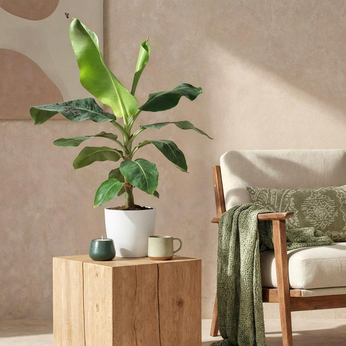 Green Boutiq – Musa Acuminata Dwarf Cavendish – Bananenplant In Witte Sierpot - Bivakshop