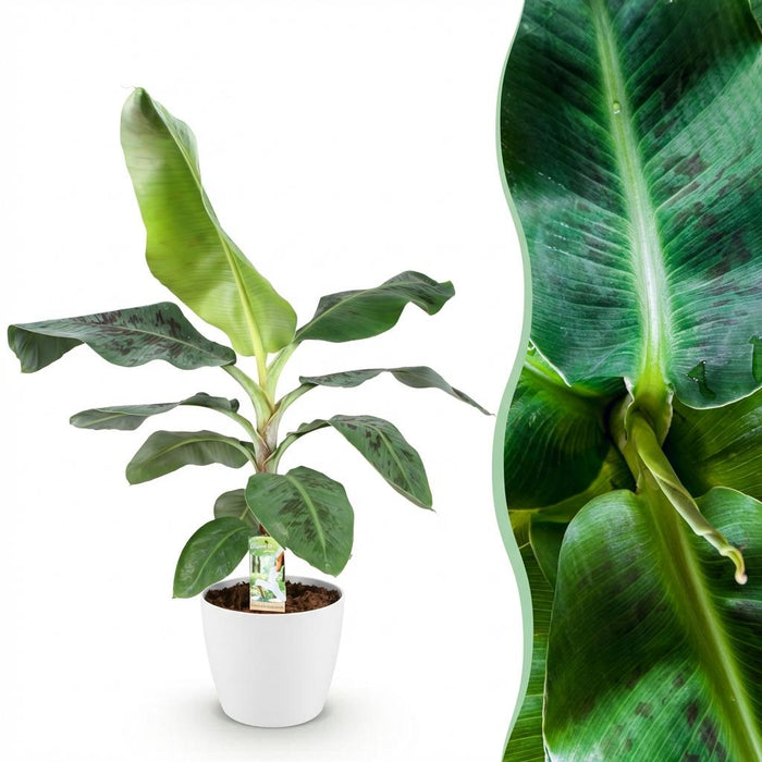 Green Boutiq – Musa Acuminata Dwarf Cavendish – Bananenplant In Witte Sierpot - Bivakshop