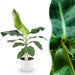 Green Boutiq – Musa Acuminata Dwarf Cavendish – Bananenplant In Witte Sierpot - Bivakshop