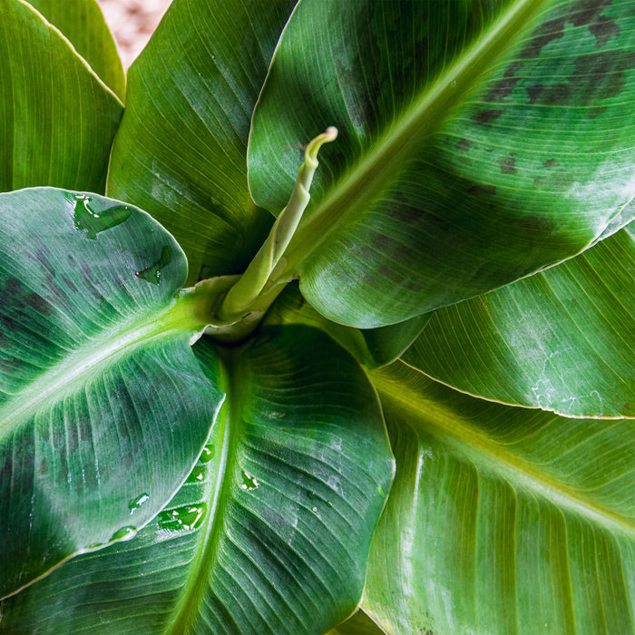 Green Boutiq – Musa Acuminata Dwarf Cavendish – Bananenplant In Witte Sierpot - Bivakshop