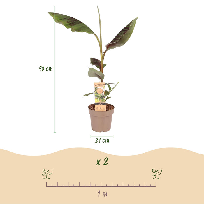 Green Boutiq - Musa 'Ever Red' - Winterharde Bananenboom - Exotische Rood - Groene Bladeren - 90 cm - Bivakshop