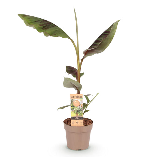 Green Boutiq - Musa 'Ever Red' - Winterharde Bananenboom - Exotische Rood - Groene Bladeren - 90 cm - Bivakshop